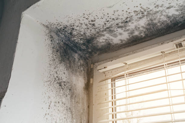 Affordable Commercial Mold Remediation solutions in Juliustown, NJ